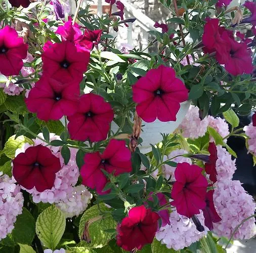 Ivo & Mare * Dubrovnik